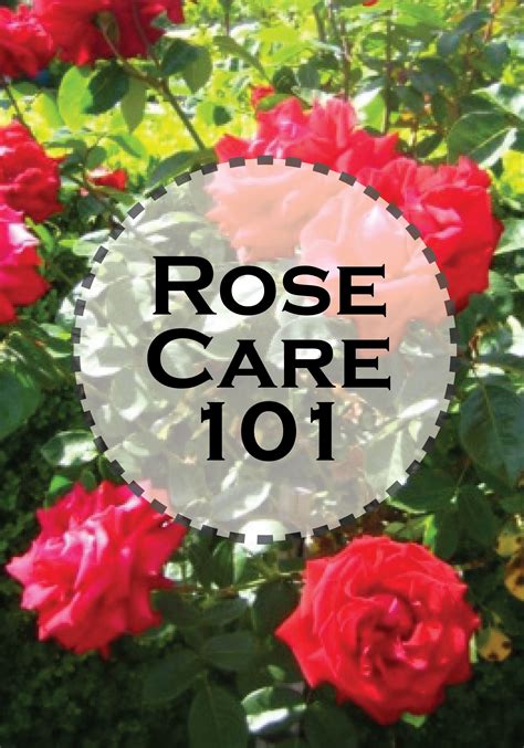 種玫瑰|Rosecare 栽培管理